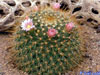 Mammillaria discolor