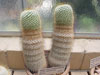 Mammillaria dixanthocentron