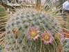 Mammillaria dixanthocentron