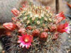 Mammillaria duoformis