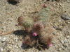 Mammillaria elongata