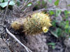 Mammillaria elongata