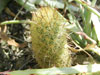 Mammillaria elongata