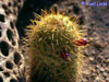 Mammillaria eriacantha