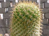 Mammillaria eriacantha