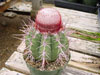 Melocactus ernestii