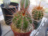 Melocactus ernestii