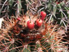 Melocactus ernestii