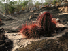 Melocactus ernestii