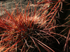 Melocactus ernestii