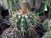 Melocactus ernestii