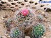 Mammillaria erythrosperma