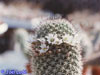 Mammillaria estebanensis