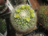 Mammillaria evermanniana