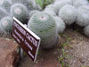 Mammillaria formosa