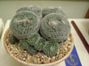 Mammillaria formosa