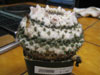 Mammillaria formosa