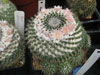 Mammillaria formosa