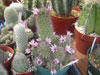 Mammillaria fraileana