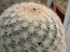 Mammillaria gasseriana