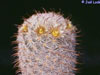 Mammillaria gasseriana