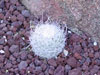 Mammillaria geminispina