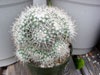 Mammillaria geminispina