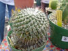 Mammillaria gigantea