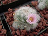 Mammillaria glassii