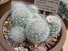 Mammillaria glassii