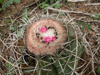 Melocactus concinnus