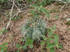 Melocactus concinnus