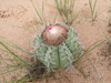 Melocactus concinnus