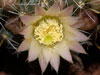 Mammillaria glochidiata