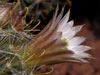 Mammillaria glochidiata