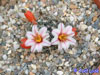 Mammillaria goodridgei