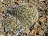 Mammillaria goodridgei