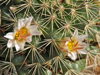 Mammillaria goodridgei