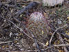 Mammillaria grahamii