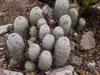 Mammillaria grahamii