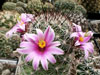 Mammillaria grahamii