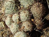 Mammillaria grahamii