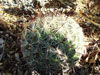 Mammillaria grahamii