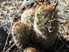 Mammillaria grahamii