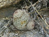 Mammillaria grahamii