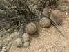 Mammillaria grahamii