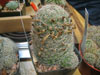 Mammillaria grahamii