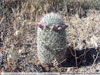 Mammillaria grahamii