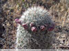 Mammillaria grahamii