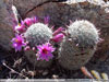 Mammillaria grahamii